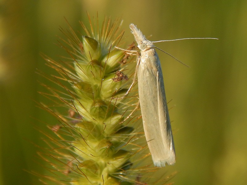 Agriphila ..?